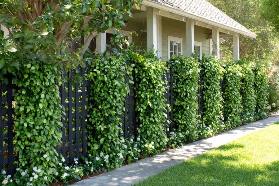 Eco-Friendly Fencing Options
